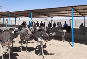 پرورش شترمرغ به همت خانواده علاقه مند به تولید در روستای سفیدخانی نهاوند