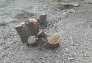 تصاویر تاسف باری از قطع درختان در نهاوند