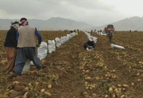 گزارش تصویری برداشت محصول سیب زمینی در نهاوند