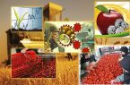 کمبود صنایع تبدیلی و سردخانه مهمترین مشکل بخش کشاورزی نهاوند