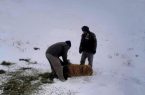 توزیع علوفه برای وحوش منطقه حفاظت شده ملوسان نهاوند/ پیگرد قانونی برای تخلیه کننده فضولات دامی و مرغی در جاده نهاوند به گیان