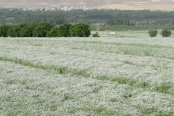 تولید بیشترین گشنیز کشور در نهاوند/ فرآوری گشنیز مهم‌ترین مطالبه کشاورزان نهاوندی