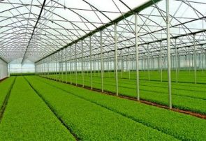 بازارهای خارجی مقصد محصول گلخانه هیدروپونیک نهاوند+فیلم