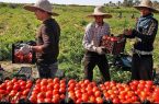 صیفی‌کاران نهاوندی چشم‌انتظار حمایت مسئولان/ هزینه‌های بالا و افت قیمت بلای جان تولید