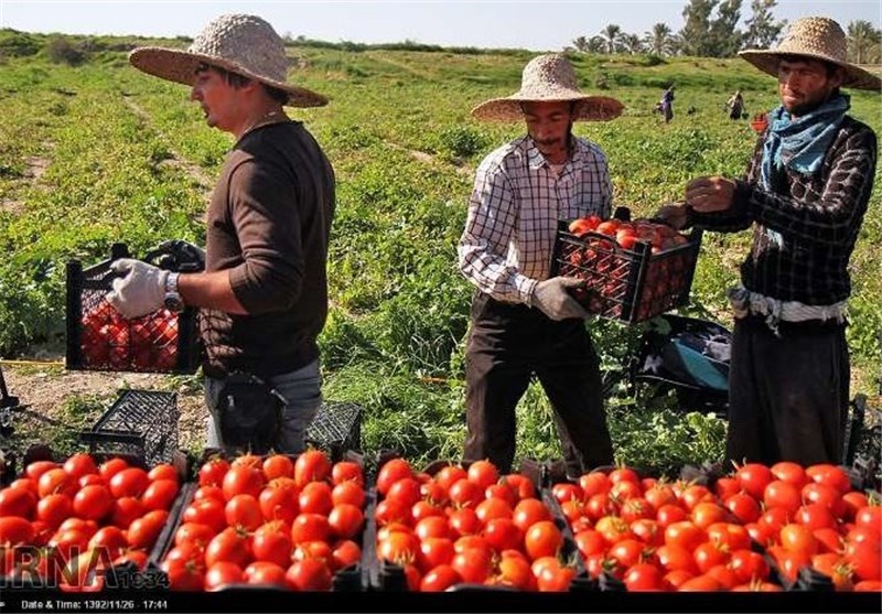 صیفی‌کاران نهاوندی چشم‌انتظار حمایت مسئولان/ هزینه‌های بالا و افت قیمت بلای جان تولید