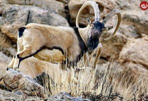فیلمی که برای اولین بار منتشر می‌شود/ فیلم تماشایی و منتشر نشده از گله قوچ و میش در منطقه حفاظت شده ملوسان نهاوند