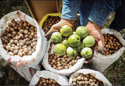 برداشت گردو در نهاوند+ فیلم