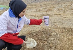 کاشت ۴۰۰ اصله نهال در نهاوند+تصاویر